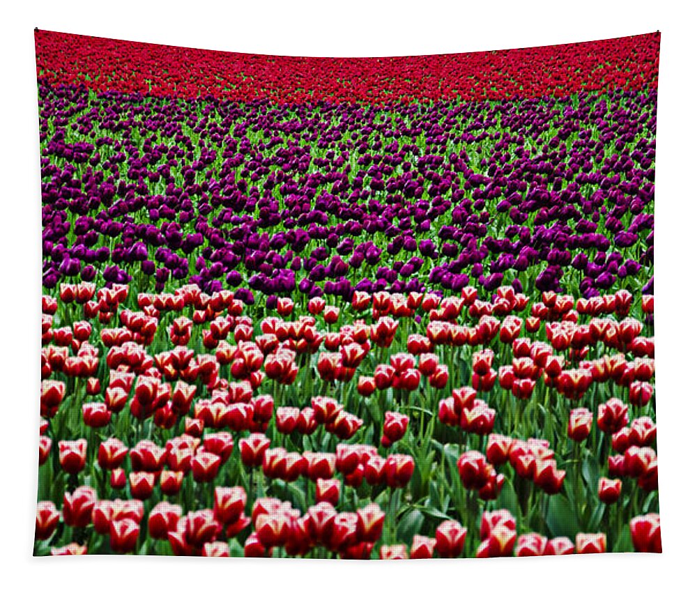 Elegant Tapestry featuring the photograph Fields of Tulips by Pelo Blanco Photo