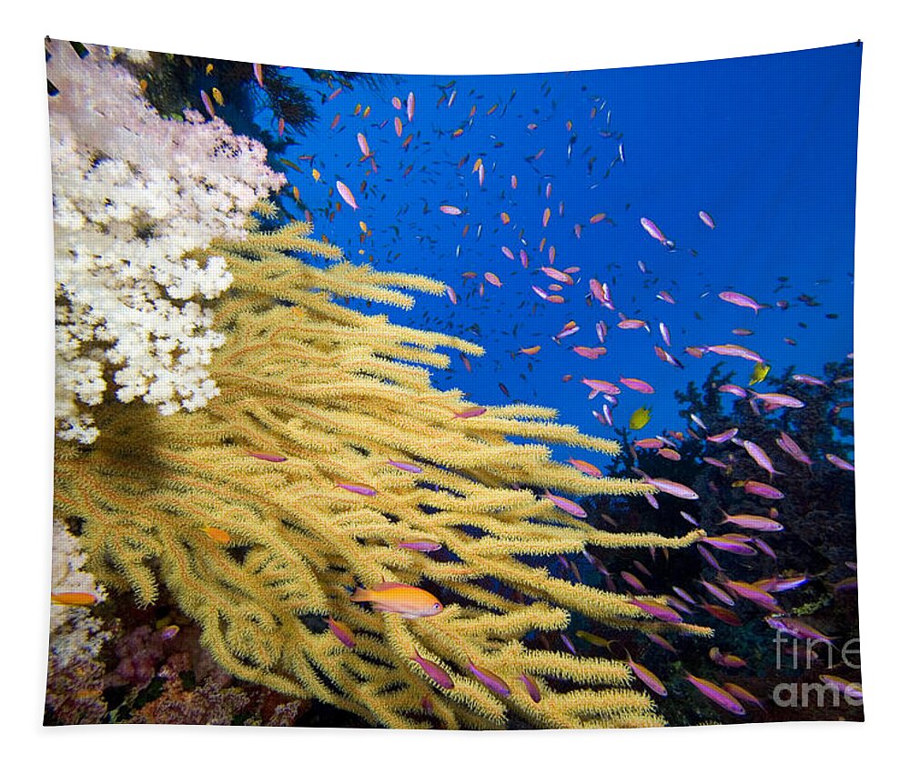 Alcyonarian Tapestry featuring the photograph Fijian Reef Scene by Dave Fleetham - Printscapes