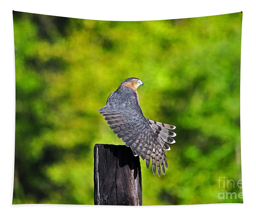Red Shouldered Hawk Tapestry featuring the photograph Fine Feathers by Al Powell Photography USA