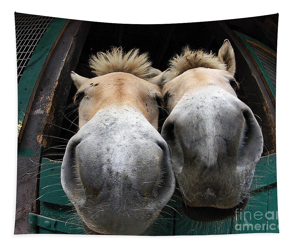 Fjord Horses Tapestry featuring the photograph Fjord Horse Noses by Carien Schippers