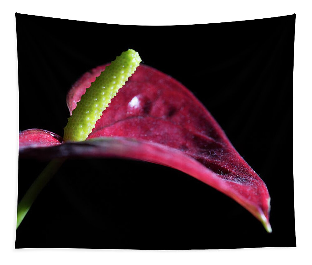 Flamingo Flower Tapestry featuring the photograph Flamingo 1 by Steve Purnell