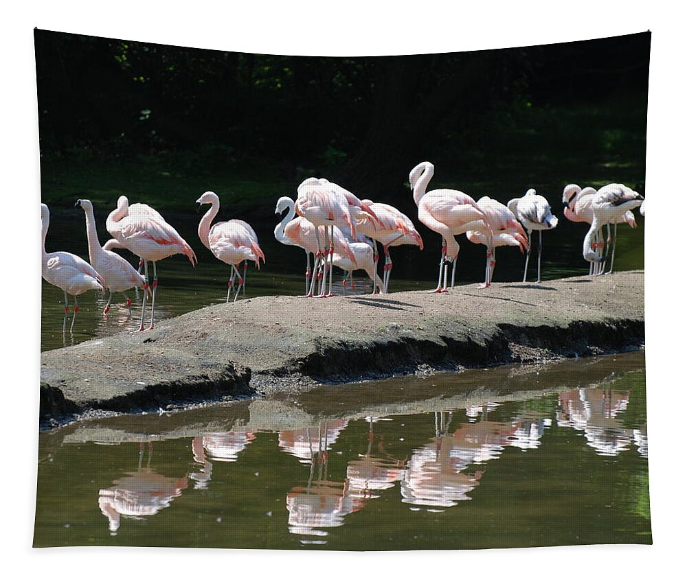 Flamingo Tapestry featuring the photograph Flamingos with Reflection by Richard Bryce and Family