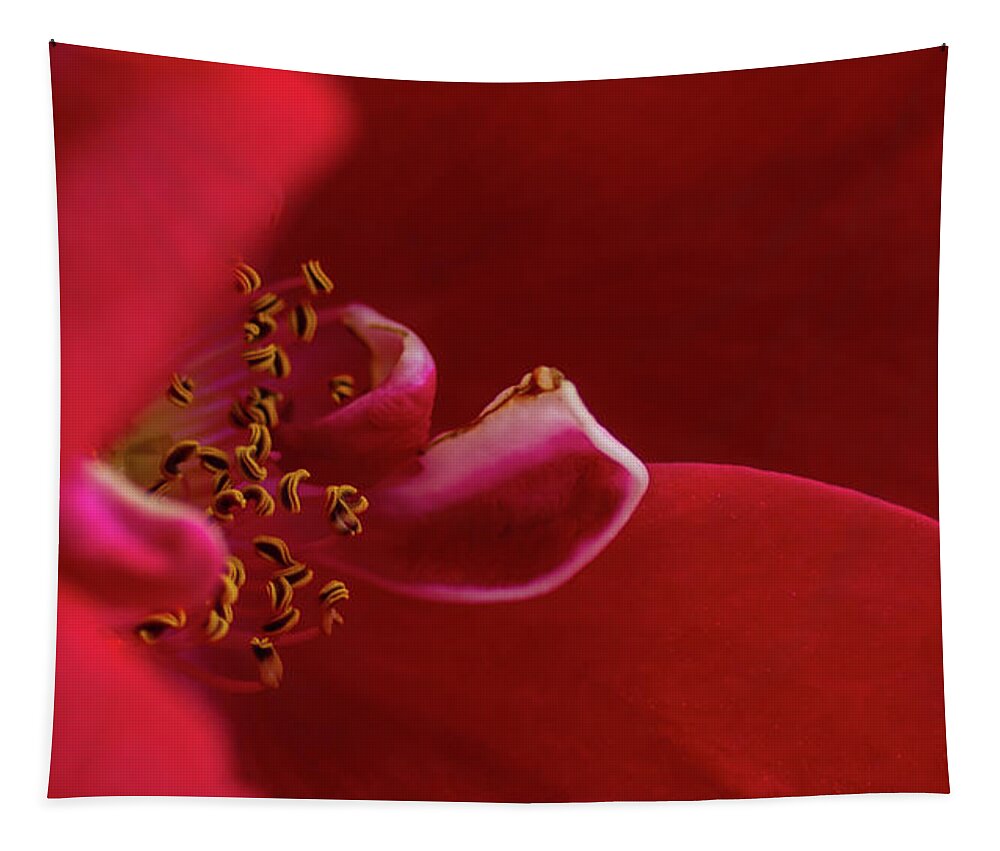 Rosa 'flammentanz' Tapestry featuring the photograph Flammentanz by Torbjorn Swenelius