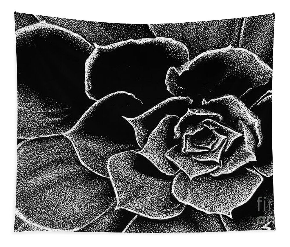 Scratchboard Tapestry featuring the drawing Fleur Blanc Succulent by Sheryl Unwin