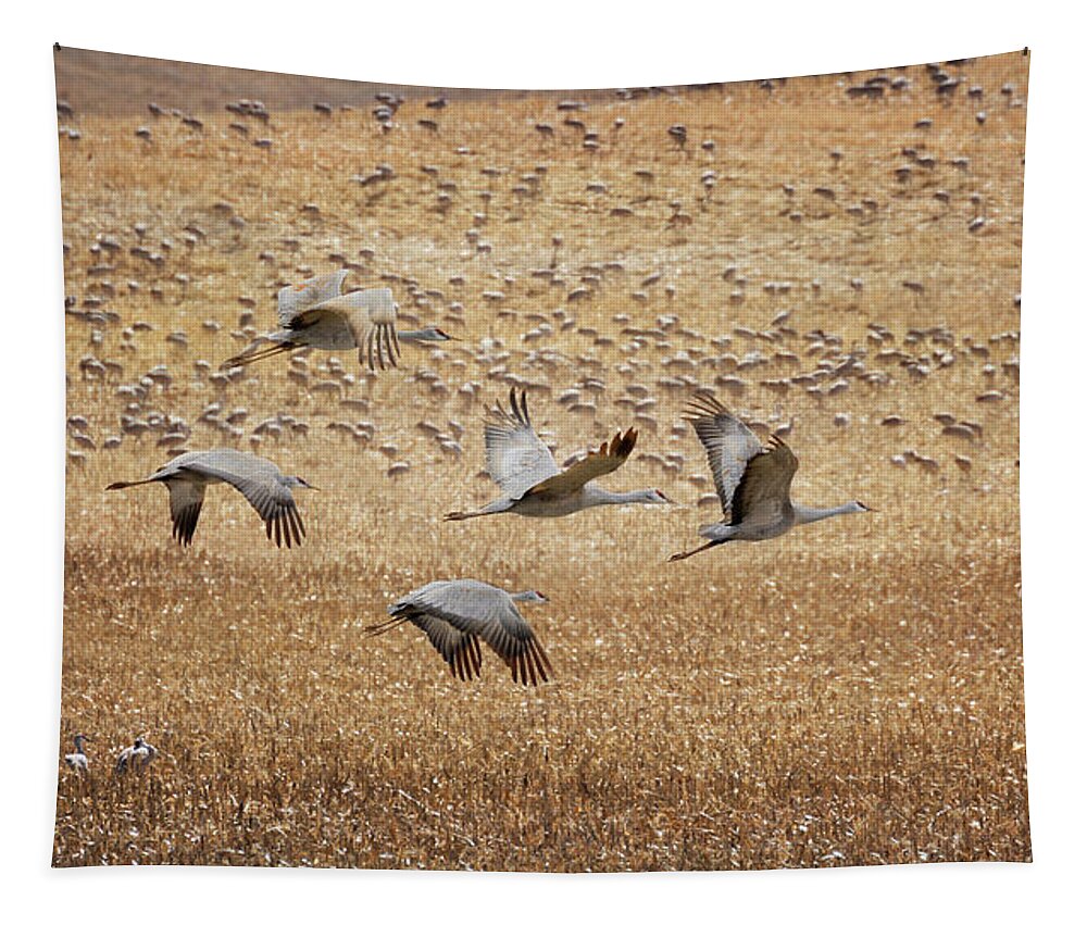 Sandhill Cranes Tapestry featuring the photograph Flight Across the Sandhills by Susan Rissi Tregoning
