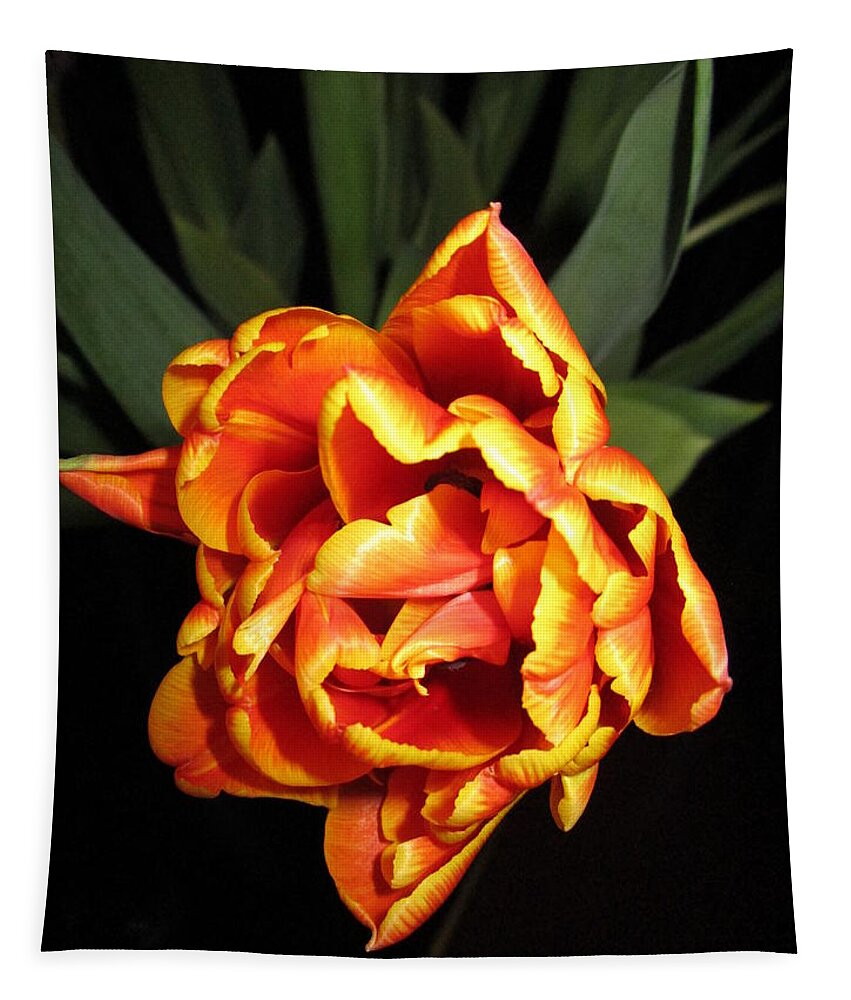 Beauty Tapestry featuring the photograph Floral splendor of a Tulip by Rosita Larsson