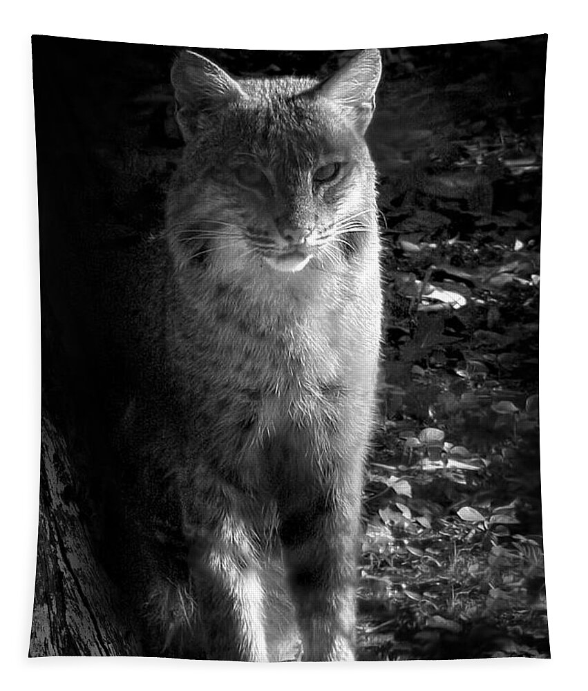 Bobcat Tapestry featuring the photograph Florida Everglades Bobcat by Mark Andrew Thomas