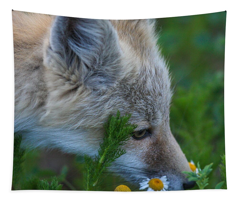 Fox Tapestry featuring the photograph Flower Child by Kevin Dietrich