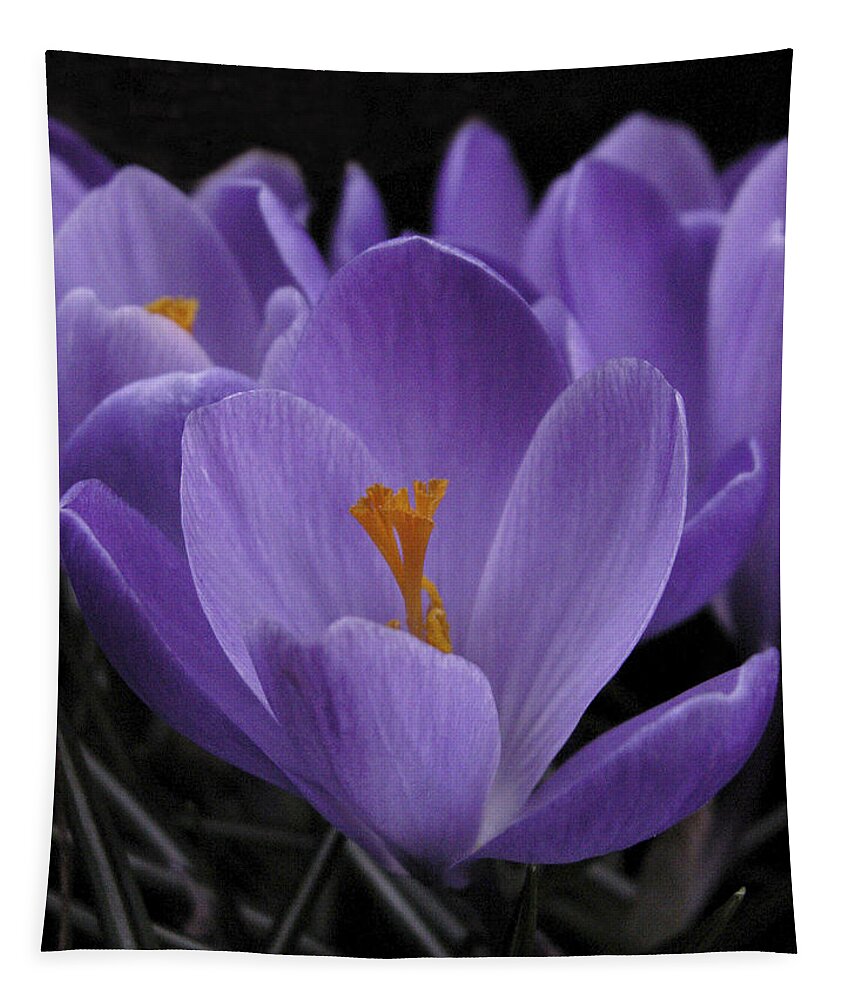 Flowers Tapestry featuring the photograph Flower Crocus by Nancy Griswold
