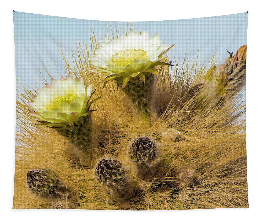Cactus Tapestry featuring the photograph Flowering Cactus, Bolivia by Venetia Featherstone-Witty
