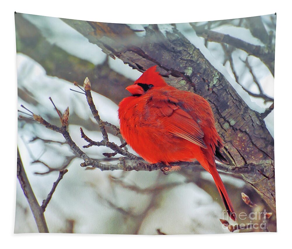 Cardinal Tapestry featuring the photograph Fluffed Up Male Cardinal by Kerri Farley