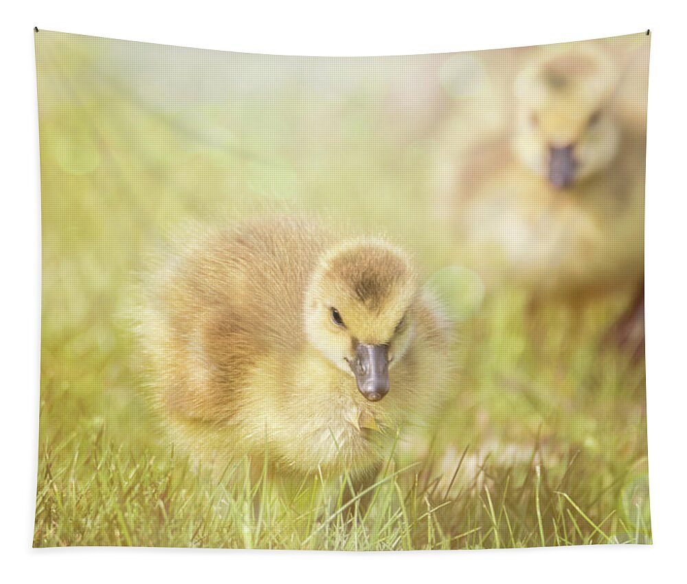 Gosling Tapestry featuring the photograph Fluffy Gosling Chicks #5 by Patti Deters