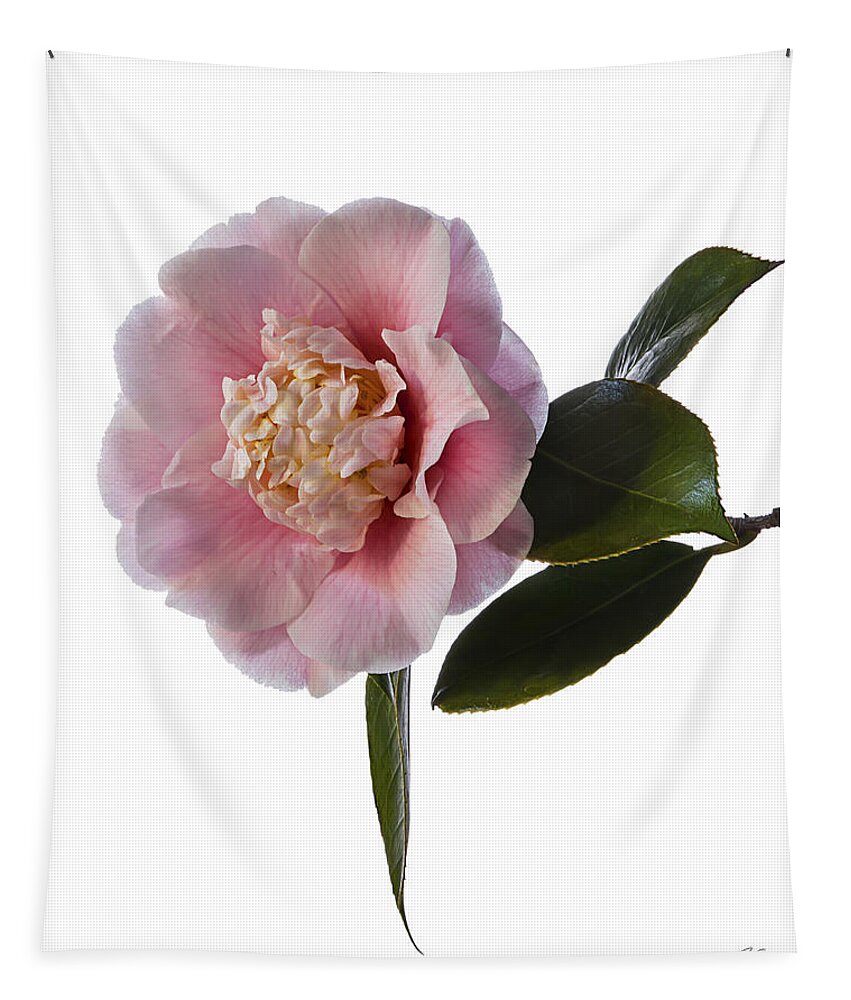 Flower Tapestry featuring the photograph Fluffy Pink Camellia by Endre Balogh