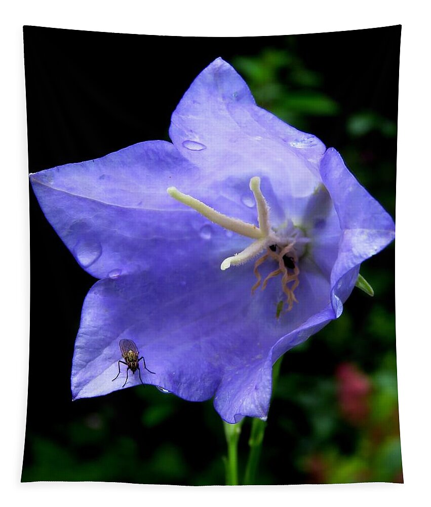 Fly Tapestry featuring the photograph Fly on a Blue Campanula by John Topman