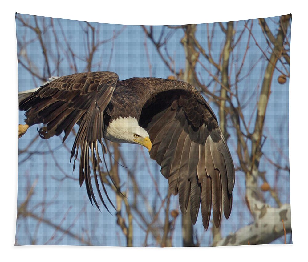Eagle Tapestry featuring the photograph Focused Flight by Rhoda Gerig