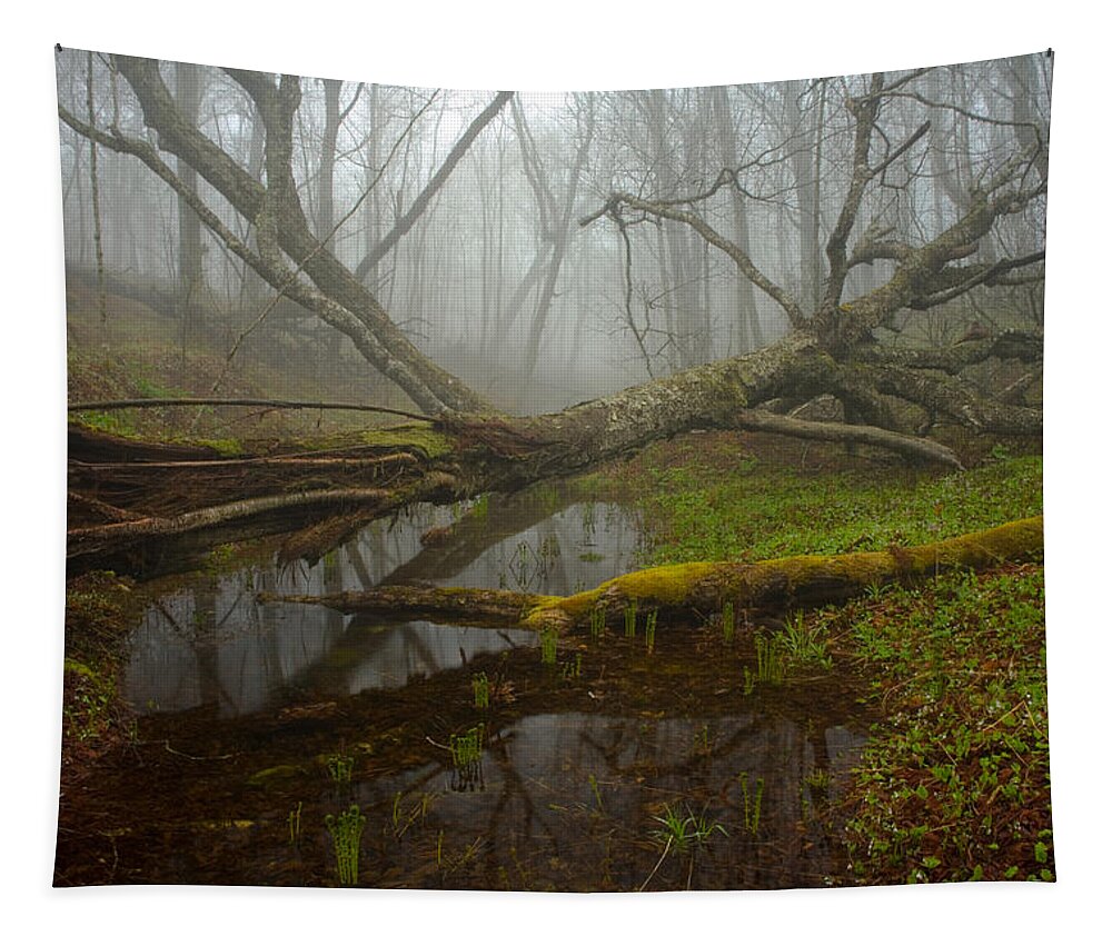 Spring Tapestry featuring the photograph Foggy Spring Forest by Irwin Barrett