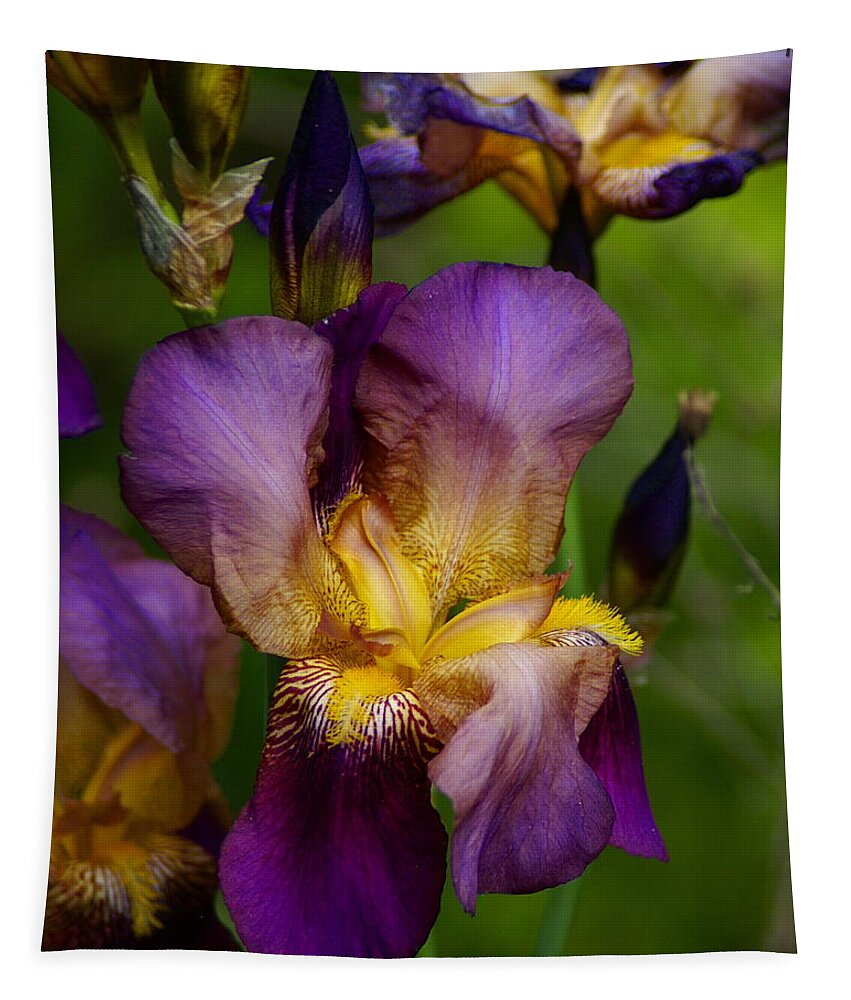 Flowers Tapestry featuring the photograph For the Love of Iris by Ben Upham III
