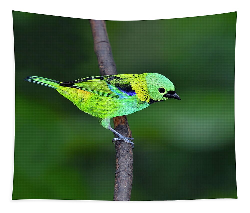 Green-headed Tanager Tapestry featuring the photograph Forest Edge by Tony Beck