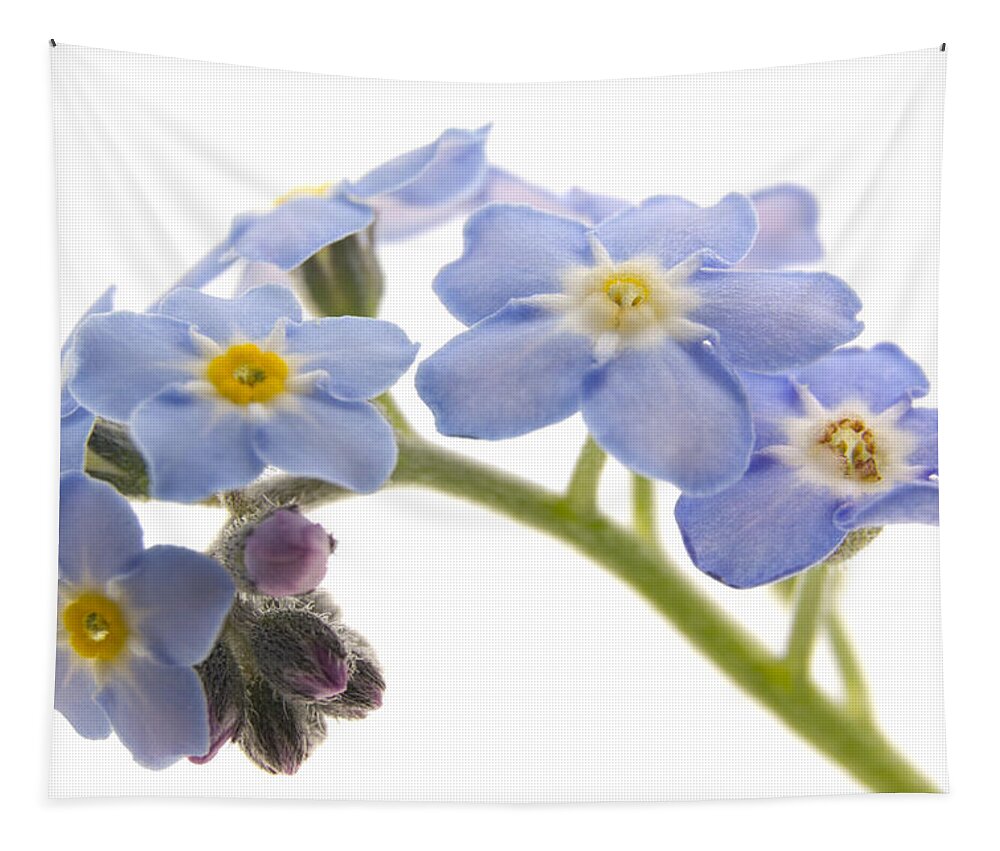 Forget-me-nots Tapestry featuring the photograph Forget-Me-Nots by Ann Garrett