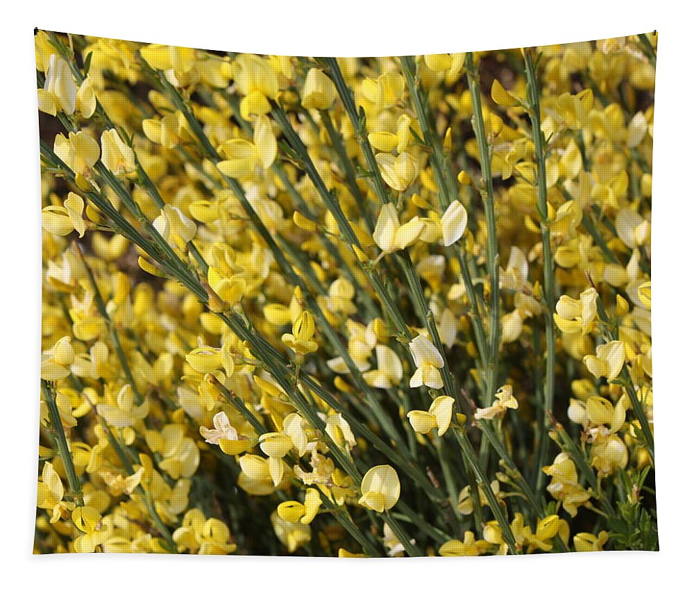 Spring Flowers Tapestry featuring the photograph Forsythia by Carol Groenen