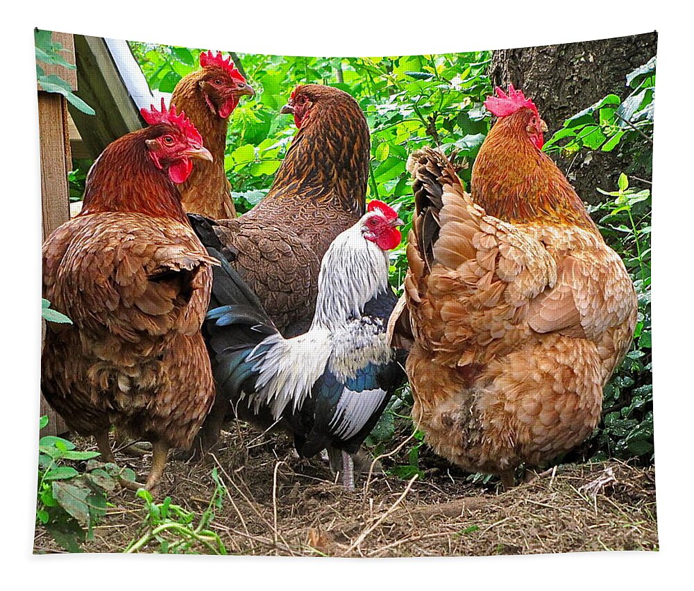 Photography Tapestry featuring the photograph Four Hens and a Rooster by Sean Griffin