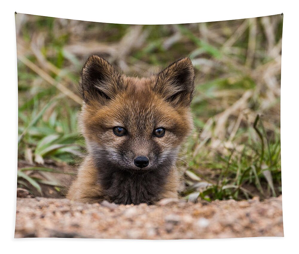 Fox Kit Tapestry featuring the photograph Fox Kit #4 by Mindy Musick King