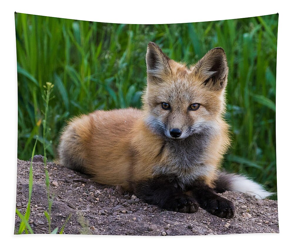 Red Fox Tapestry featuring the photograph Fox Kit at Dusk #1 by Mindy Musick King
