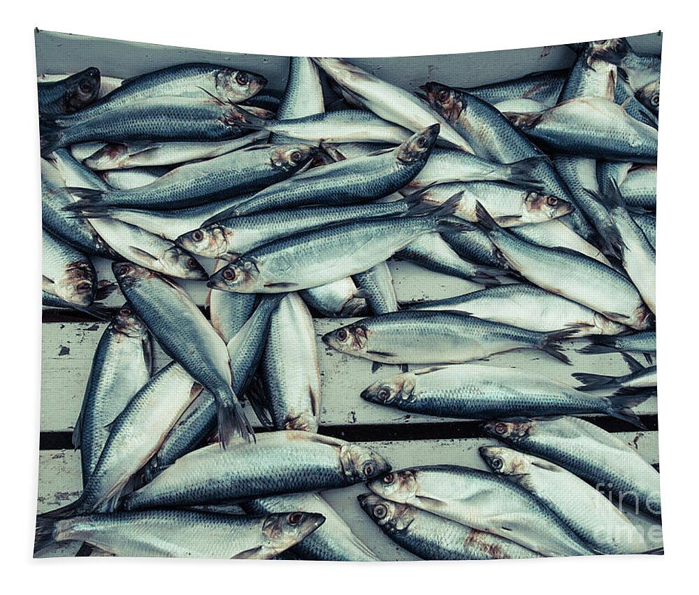 Iceland Tapestry featuring the photograph Fresh caught herring fish by Edward Fielding