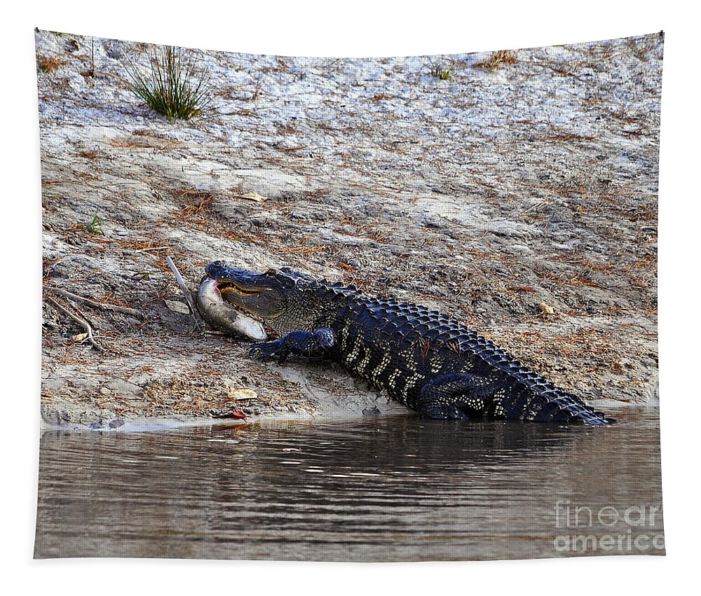 American Alligator Tapestry featuring the photograph Fresh Fish by Al Powell Photography USA