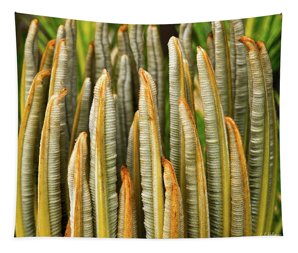 Cycad Tapestry featuring the photograph Fresh Fronds by Christopher Holmes