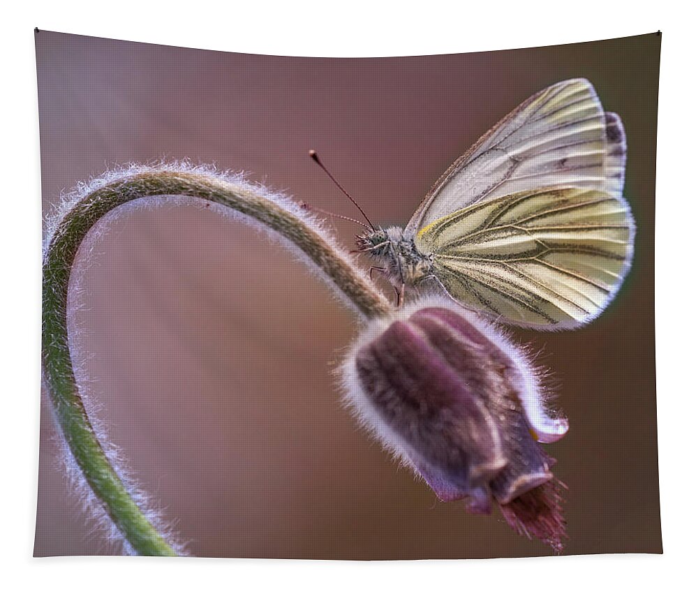Macro Tapestry featuring the photograph Fresh pasque flower and white butterfly by Jaroslaw Blaminsky