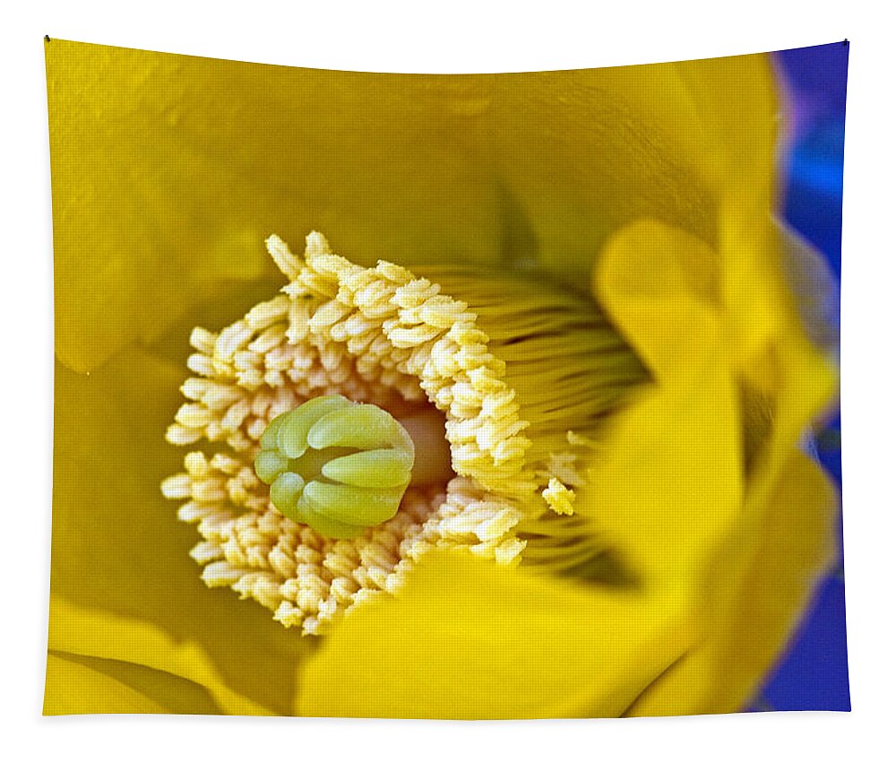 Prickly Tapestry featuring the photograph Fresh Start by Farol Tomson