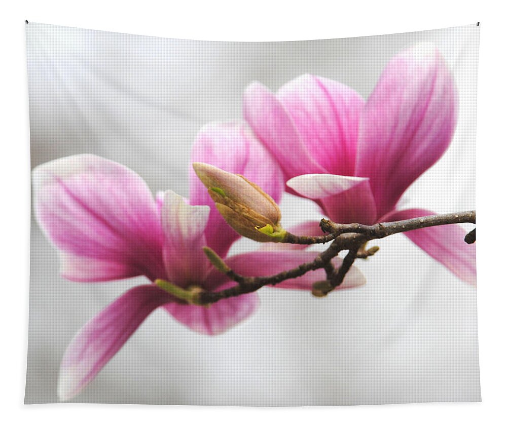 Magnolia Tapestry featuring the photograph Fresh Start by Jai Johnson