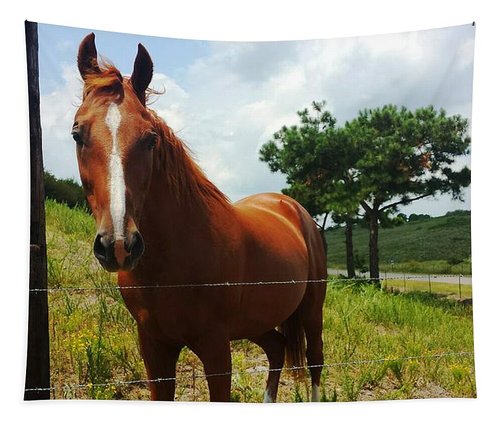 Horse Tapestry featuring the photograph Friendly Stallion by Kenny Glover
