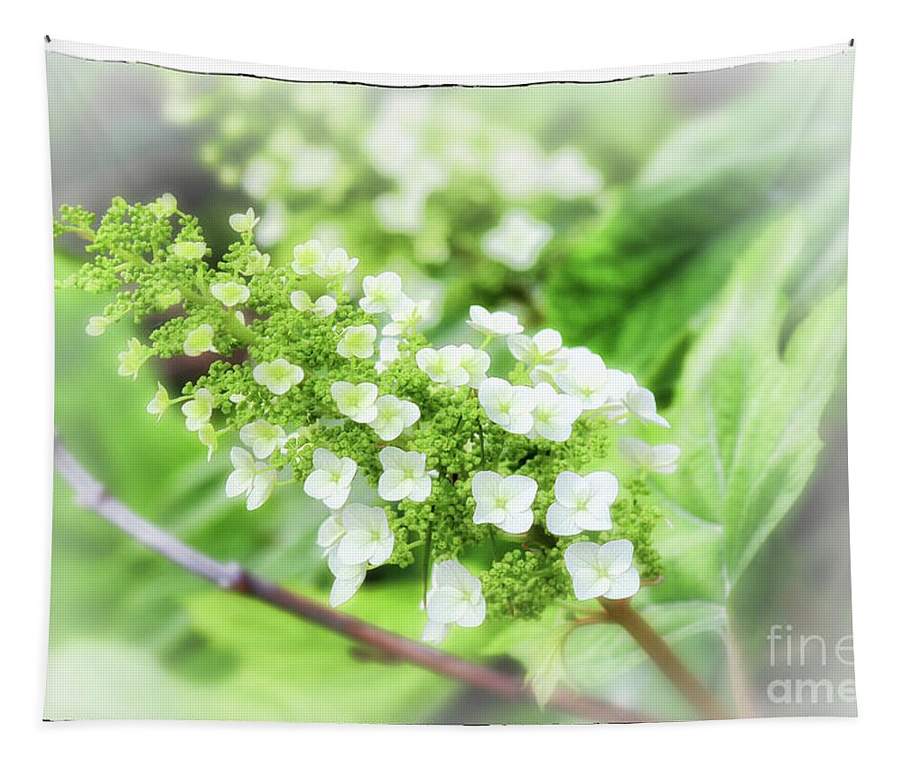 Quercifolia Tapestry featuring the photograph Frosted Snow Queen Hydrangea with Border by Karen Adams
