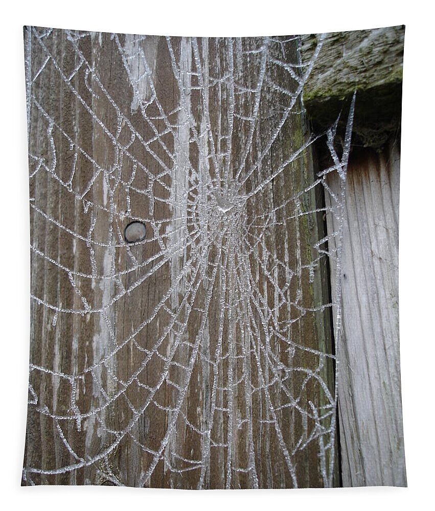 Winter Tapestry featuring the photograph Frosty Web by Susan Baker