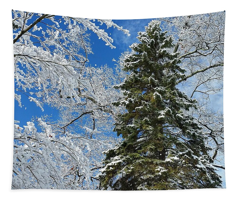 Winter Tapestry featuring the photograph Frozen Evergreen by Vic Ritchey