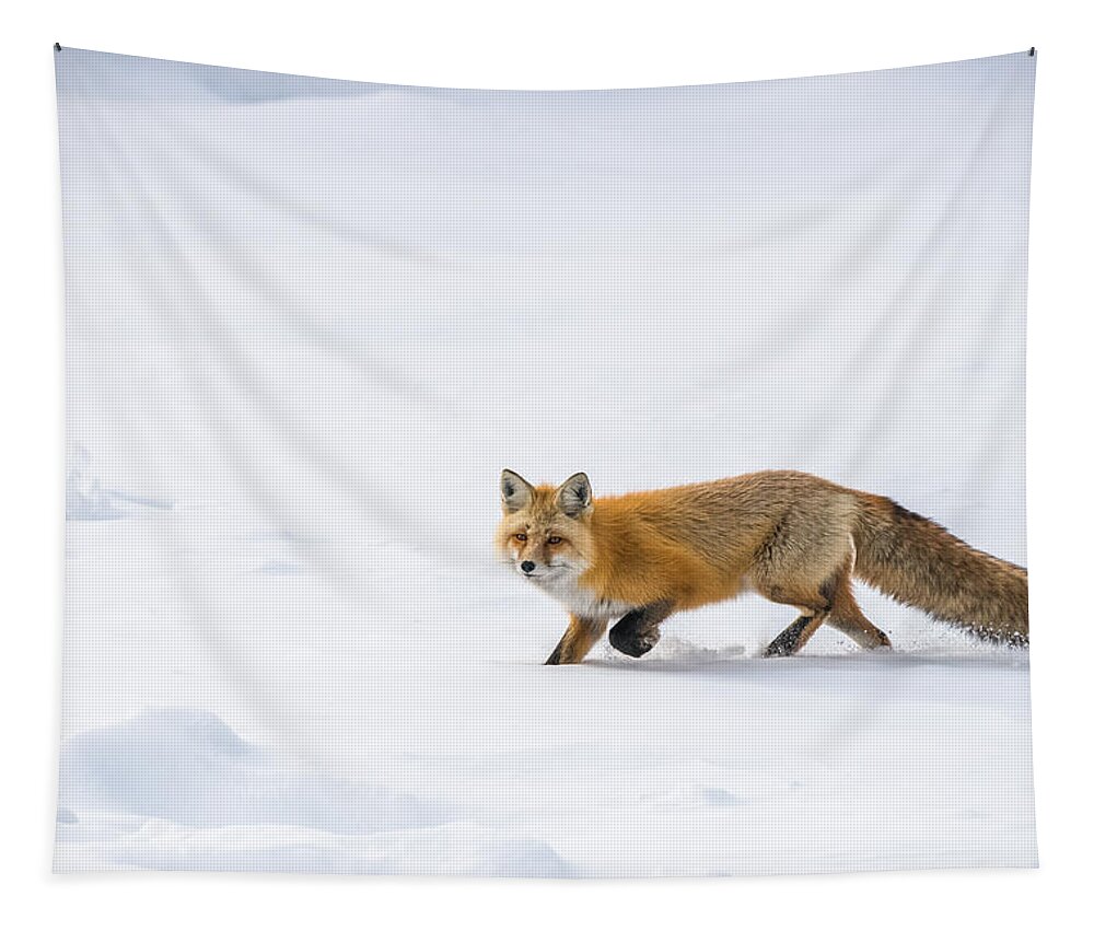 Red Fox Tapestry featuring the photograph Fun Fox Run by Yeates Photography