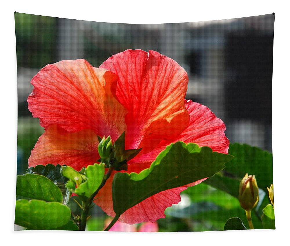 Pink Hibiscus Tapestry featuring the photograph Fuscia Hibiscus by Ee Photography