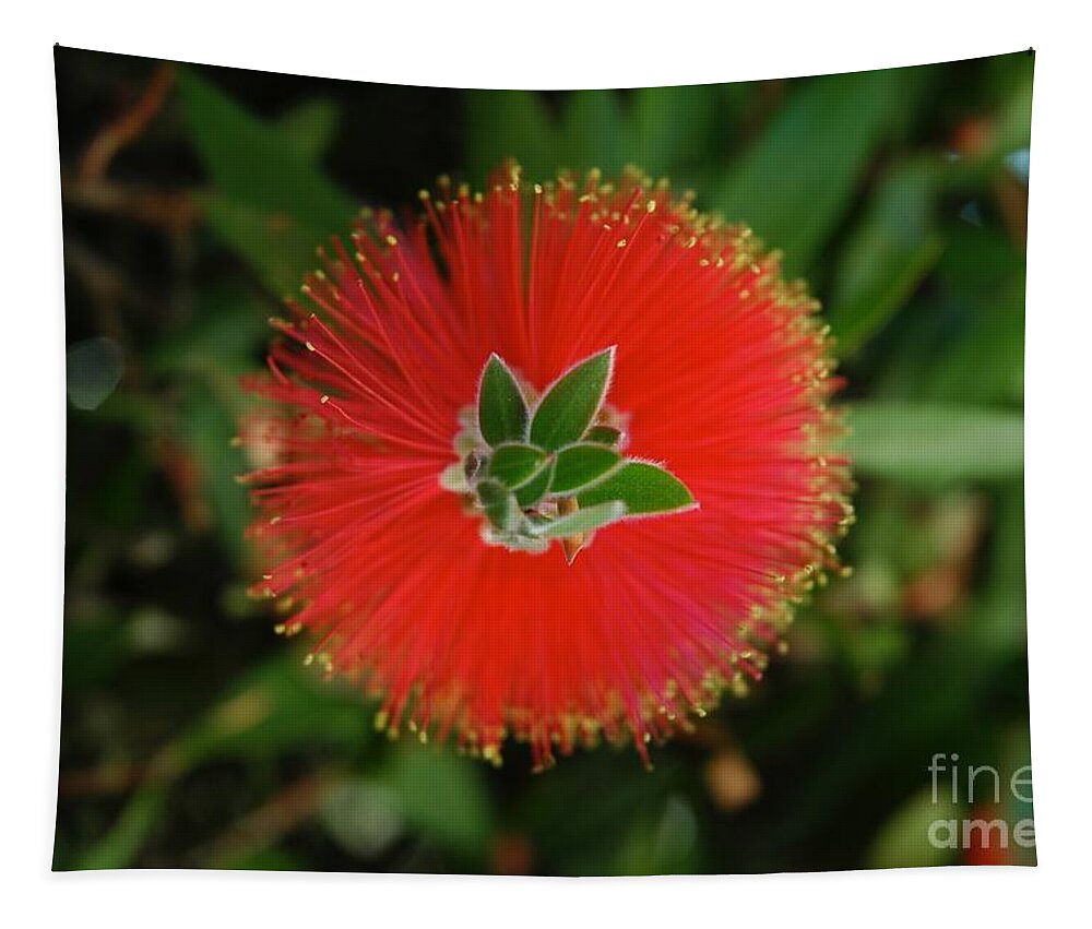 Flower Tapestry featuring the photograph Fuzzy Flower by Glenda Zuckerman