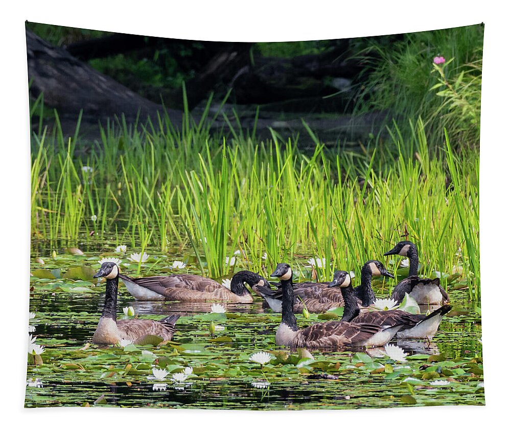 Square Tapestry featuring the photograph Gaggle Of Geese Square by Bill Wakeley