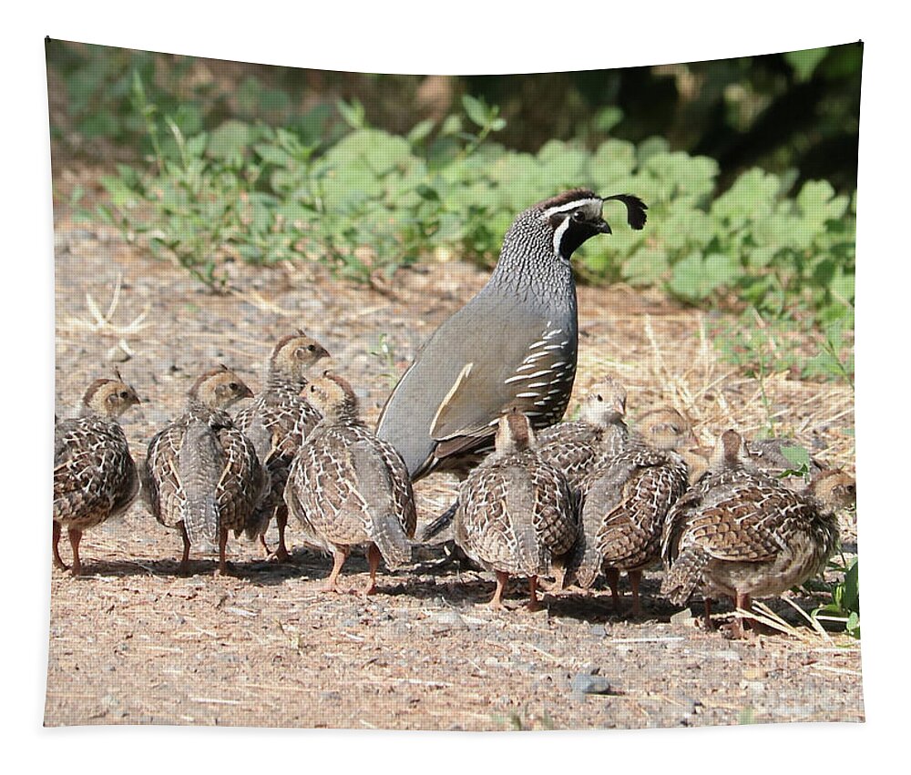 Quail Tapestry featuring the photograph Gathering of Quail Chicks with Dad by Carol Groenen
