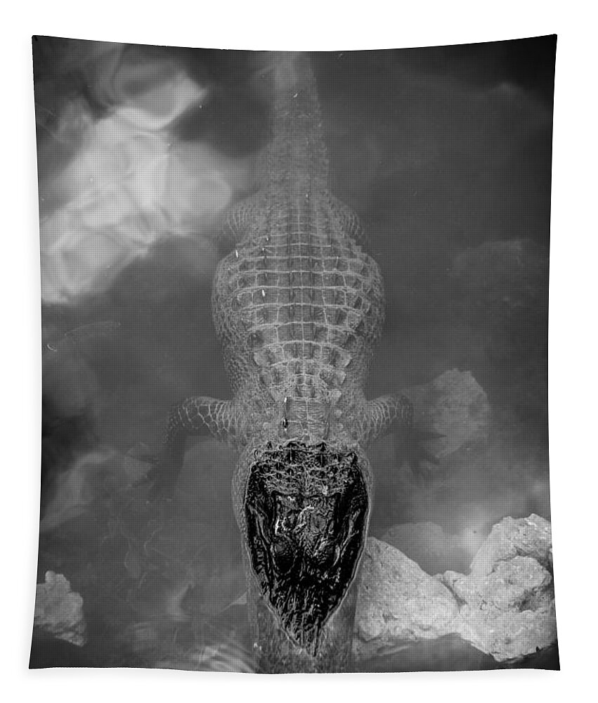Gators Tapestry featuring the photograph Gator Drama by Hermes Fine Art
