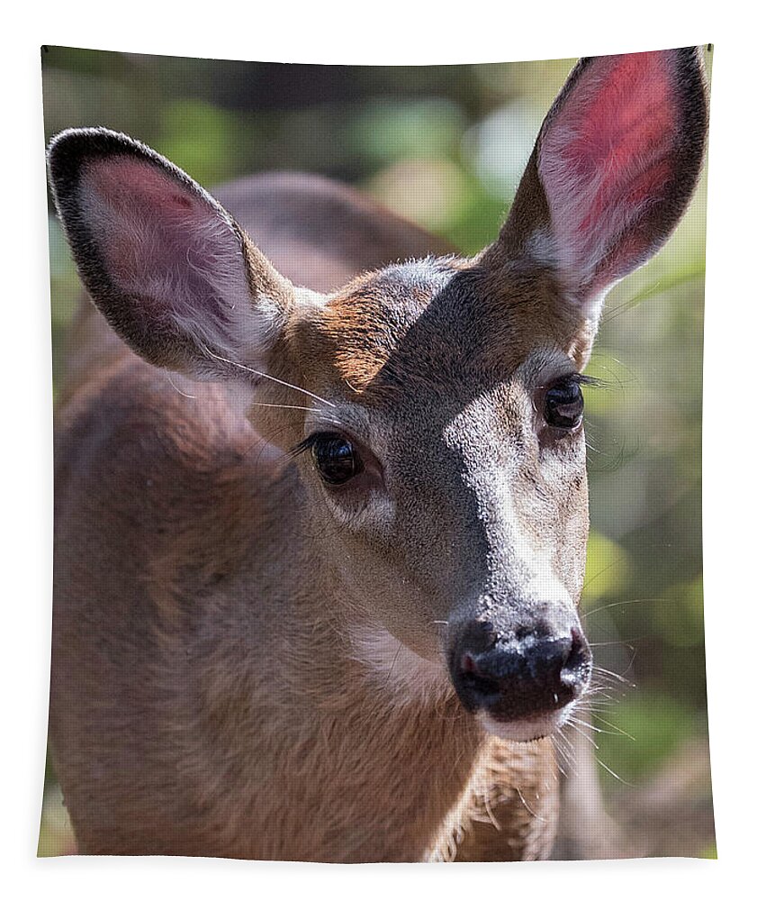 This Little Button Buck Was So Curious Of Me Tapestry featuring the photograph Gaze of Innocence by Everet Regal