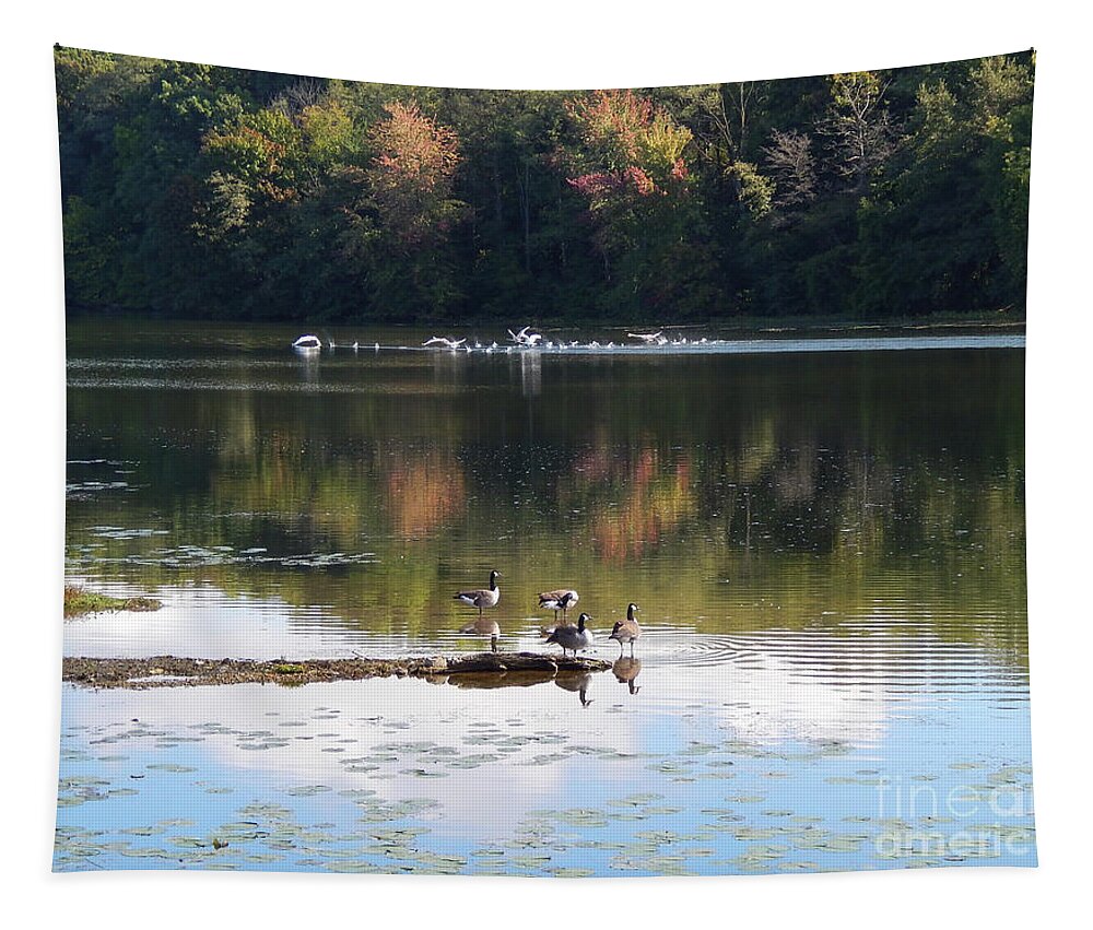 Photography Tapestry featuring the photograph Geese At Rest And Flying by Phil Perkins