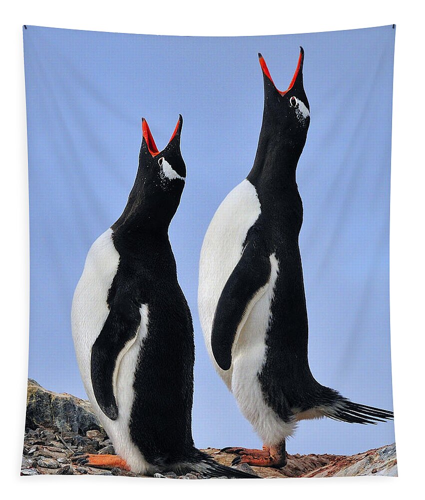 Gentoo Penguin Tapestry featuring the photograph Gentoo Love Song by Tony Beck