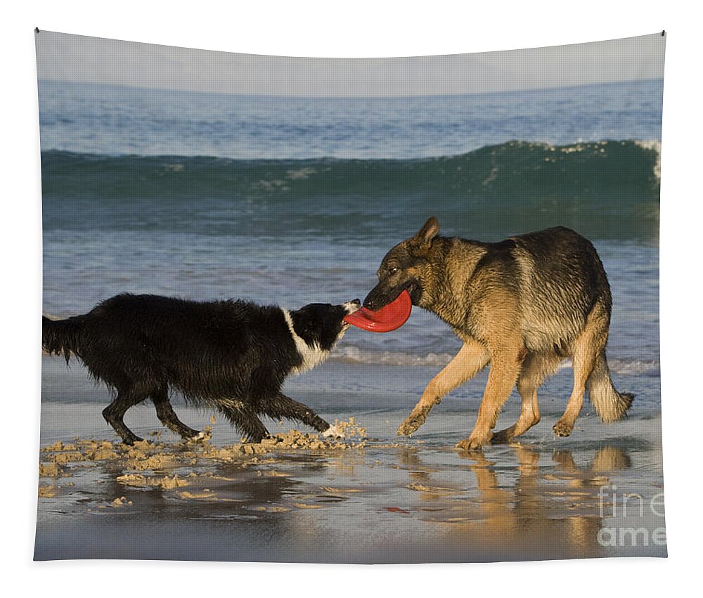 German Shepherd Tapestry featuring the photograph German Shepherd And Border Collie by Jean-Louis Klein & Marie-Luce Hubert