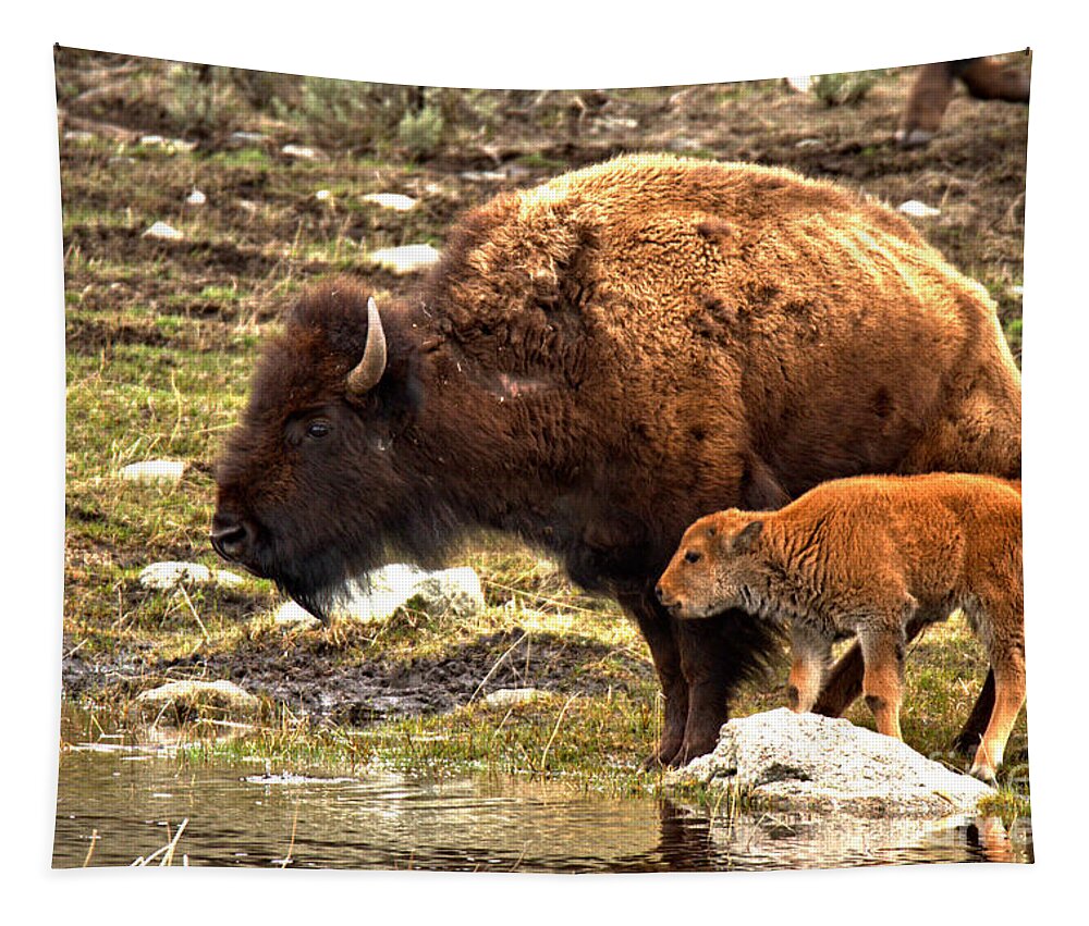 Bison Tapestry featuring the photograph Getting A Drink With Junior by Adam Jewell