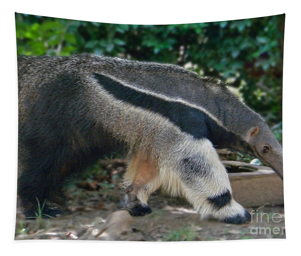 Giant Anteater Tapestry featuring the photograph Giant Anteater by Emmy Vickers