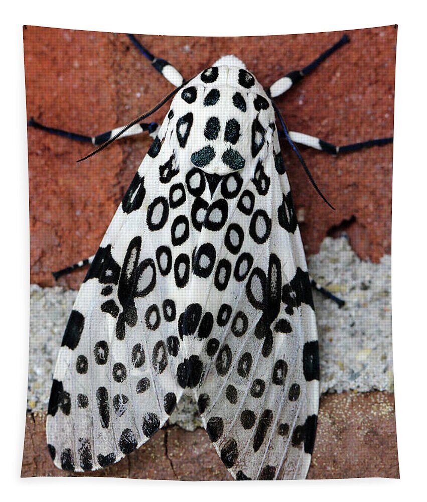 Giant Leopard Moth Tapestry featuring the photograph Giant Leopard Moth by Karen Adams